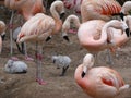 Phoenicopteridae - a young Flamingo chick with elders Royalty Free Stock Photo