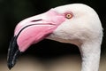 Phoenicopterus roseus / Greater flamingo head details side view Royalty Free Stock Photo