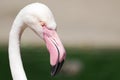 Phoenicopterus roseus / Greater flamingo head details side view Royalty Free Stock Photo