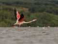 Phoenicopterus roseus