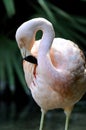 Phoenicopterus ruber, american flamingo Royalty Free Stock Photo
