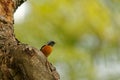 A phoenicurus auroreus bird