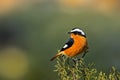 Phoenicurus moussieri - Moussier redstart small passerine bird in Phoenicurus, classified as Muscicapidae Royalty Free Stock Photo