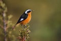 Phoenicurus moussieri - Moussier redstart small passerine bird in Phoenicurus, classified as Muscicapidae Royalty Free Stock Photo