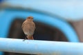 Phoenicurus ochruros, Black Redstart.