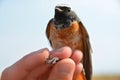 Phoenicurus phoenicurus - Common redstart