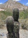 Phoenix, Arizona cactus