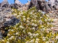 Phoenix, Arizona creosote, greasewood - Larrea tridentata