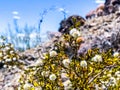 Phoenix, Arizona creosote, greasewood - Larrea tridentata