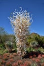 Phoenix, Arizona: Dale Chihuly Sculpture `Opal and Amber Tower`, 2018