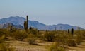 Phoenix Arizona desert in South Mountain hiking trail with saguaro cactus