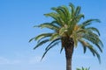 Phoenix canariensis