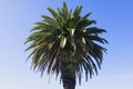 Phoenix canariensis Canary Island date palm Royalty Free Stock Photo