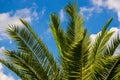 Phoenix canariensis, the Canary Island date palm Royalty Free Stock Photo