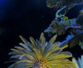 Phoenix Canariensis, the Canary Island Palm and Banana leaf palm tree close up on night sky background. Royalty Free Stock Photo