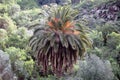 Phoenix Canariensis (Canary Palm)