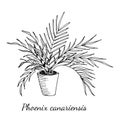 Phoenix canariensis palm home plant in pot with long leaves isolated on white background. Vector hand drawn sketch illustration in