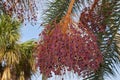 Phoenix canariensis palms Royalty Free Stock Photo