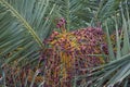 Phoenix canariensis palms Royalty Free Stock Photo