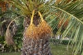 Phoenix canariensis palms Royalty Free Stock Photo