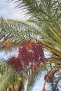 Phoenix canariensis palms Royalty Free Stock Photo