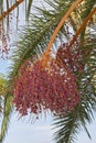 Phoenix canariensis palms Royalty Free Stock Photo