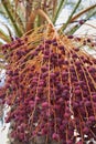 Phoenix canariensis palms Royalty Free Stock Photo
