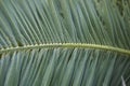 Phoenix canariensis palms Royalty Free Stock Photo