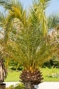 Phoenix Canariensis or pineapple palm in Zurich in Switzerland