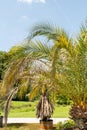 Phoenix Canariensis or pineapple palm in Zurich in Switzerland