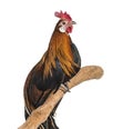 Phoenix chicken, a German breed of long-tailed chicken