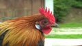 Phoenix chicken rooster orange neck ornamental breed of hens at the exhibition in the Czech Republic