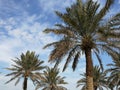 Phoenix dactylifera, commonly known as date or date palm