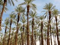 Females Phoenix dactylifera or date palm tree plantation Royalty Free Stock Photo