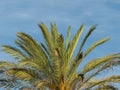 Phoenix dactylifera date palm tree and blue sky Royalty Free Stock Photo