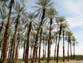 Phoenix dactylifera date or date palm palm tree plantation Royalty Free Stock Photo