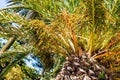 Phoenix dactylifera date palm tree unripe growing fruit