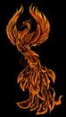 Phoenix Fire bird illustration and character design. Hand drawn Phoenix tattoo Royalty Free Stock Photo
