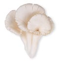 Phoenix mushroom isolated on white clipping path