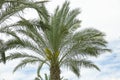 Phoenix palm tree crown with lush leaves on cloudy overcast weather