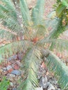 Phoenix palm tree grows in the garden.