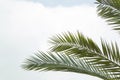Phoenix palm tree leaves with cloudy sky background