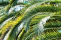Phoenix palm tree leaves pattern in nature
