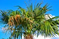 Phoenix palm tree