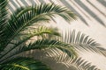 Phoenix palm tree shadow on neutral background Royalty Free Stock Photo