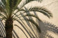 Phoenix palm tree shadow on neutral background Royalty Free Stock Photo