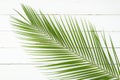 Phoenix palm tree on white planks background. Minimal summer exotic concept flat lay