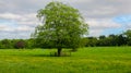 Phoenix Park, Dublin, Ireland Royalty Free Stock Photo