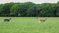 Fallow Deer at Phoenix Park, Dublin, Ireland Royalty Free Stock Photo