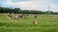 Fallow Deer at Phoenix Park, Dublin, Ireland Royalty Free Stock Photo